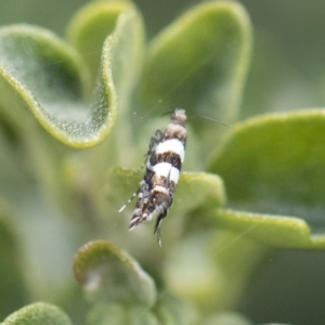 Glyphipterix meteora at Michelago, NSW - 10 Nov 2018 09:59 AM