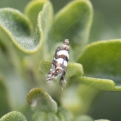 Glyphipterix meteora at Michelago, NSW - 10 Nov 2018