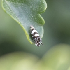 Glyphipterix meteora at Michelago, NSW - 10 Nov 2018