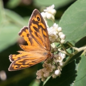 Heteronympha merope at Chapman, ACT - 6 Dec 2018 09:55 AM