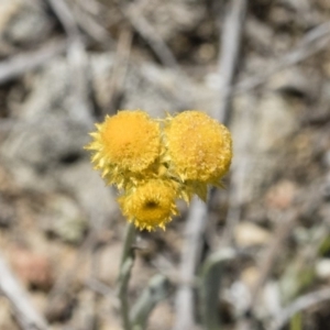 Chrysocephalum apiculatum at Illilanga & Baroona - 3 Dec 2018