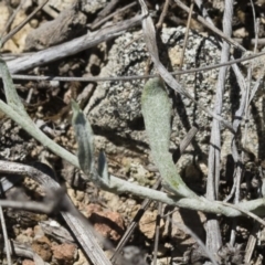 Chrysocephalum apiculatum at Illilanga & Baroona - 3 Dec 2018 01:23 PM