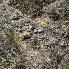 Chrysocephalum apiculatum at Illilanga & Baroona - 3 Dec 2018 01:23 PM