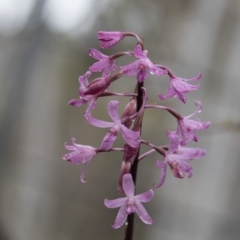 Dipodium roseum (Rosy Hyacinth Orchid) at Acton, ACT - 9 Dec 2018 by AlisonMilton