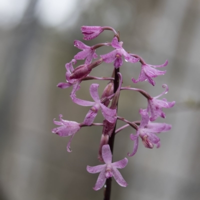 Dipodium roseum (Rosy Hyacinth Orchid) at Acton, ACT - 10 Dec 2018 by AlisonMilton