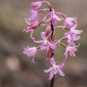 Dipodium roseum at Acton, ACT - suppressed