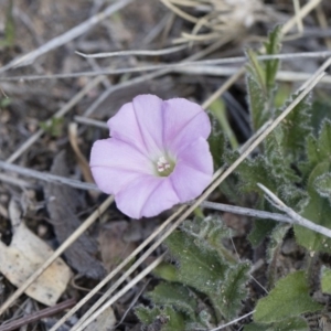 Convolvulus angustissimus subsp. angustissimus at Michelago, NSW - 13 Oct 2018