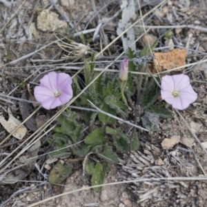 Convolvulus angustissimus subsp. angustissimus at Michelago, NSW - 13 Oct 2018