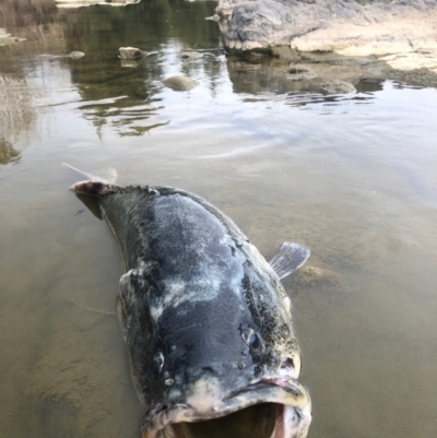 Maccullochella peelii (Murray Cod) at Coree, ACT - 9 Dec 2018 by ChrisM