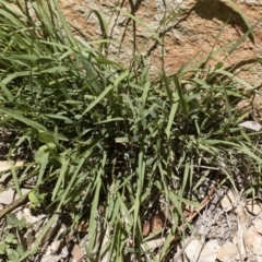 Microlaena stipoides (Weeping Grass) at Illilanga & Baroona - 7 Dec 2018 by Illilanga