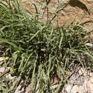 Microlaena stipoides at Michelago, NSW - 7 Dec 2018 12:26 PM