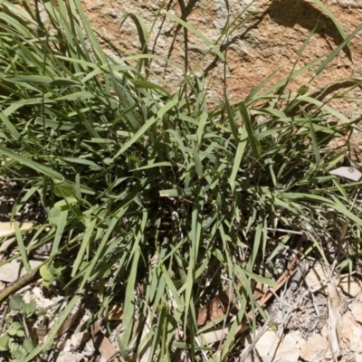 Microlaena stipoides (Weeping Grass) at Illilanga & Baroona - 7 Dec 2018 by Illilanga