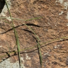 Microlaena stipoides at Michelago, NSW - 7 Dec 2018 12:26 PM