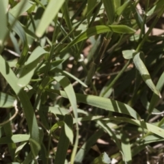 Microlaena stipoides at Michelago, NSW - 7 Dec 2018 12:26 PM