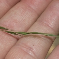 Microlaena stipoides at Michelago, NSW - 7 Dec 2018 12:26 PM