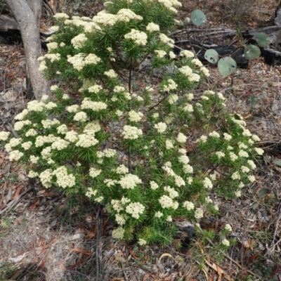 Cassinia longifolia (Shiny Cassinia, Cauliflower Bush) at Red Hill Nature Reserve - 10 Dec 2018 by JackyF