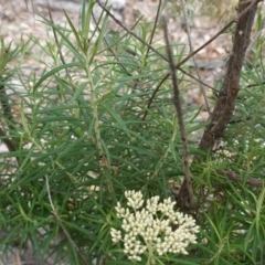 Cassinia longifolia at Deakin, ACT - 10 Dec 2018 03:57 PM