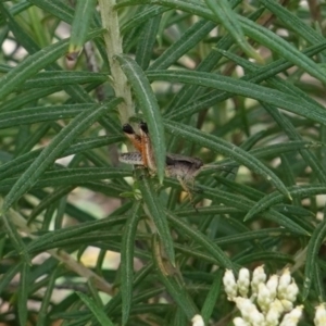 Phaulacridium vittatum at Deakin, ACT - 10 Dec 2018 03:57 PM