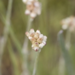 Pseudognaphalium luteoalbum (Jersey Cudweed) at Illilanga & Baroona - 24 Nov 2018 by Illilanga