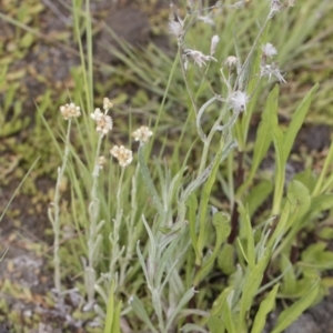 Pseudognaphalium luteoalbum at Illilanga & Baroona - 25 Nov 2018 10:25 AM