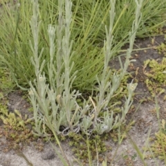 Pseudognaphalium luteoalbum at Illilanga & Baroona - 25 Nov 2018 10:25 AM