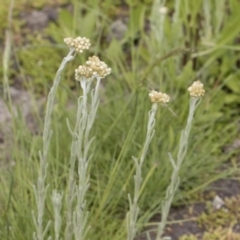 Pseudognaphalium luteoalbum at Illilanga & Baroona - 25 Nov 2018 10:25 AM