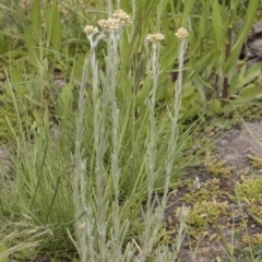 Pseudognaphalium luteoalbum at Illilanga & Baroona - 25 Nov 2018 10:25 AM