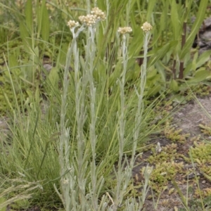 Pseudognaphalium luteoalbum at Illilanga & Baroona - 25 Nov 2018