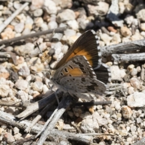 Lucia limbaria at Michelago, NSW - 10 Dec 2018 10:33 AM