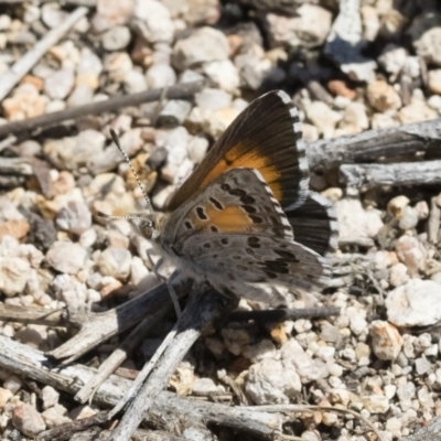 Lucia limbaria (Chequered Copper) at Michelago, NSW - 10 Dec 2018 by Illilanga