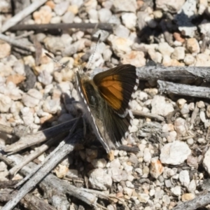 Lucia limbaria at Michelago, NSW - 10 Dec 2018