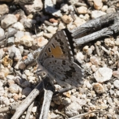 Lucia limbaria at Michelago, NSW - 10 Dec 2018 10:33 AM