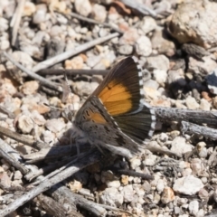 Lucia limbaria at Michelago, NSW - 10 Dec 2018 10:33 AM