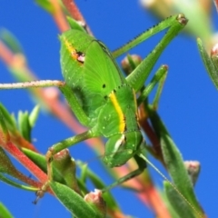 Caedicia simplex (Common Garden Katydid) at Black Mountain - 8 Dec 2018 by Harrisi