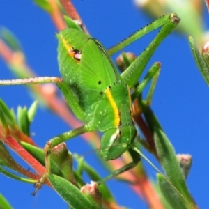 Caedicia simplex at Hackett, ACT - 8 Dec 2018 04:39 PM