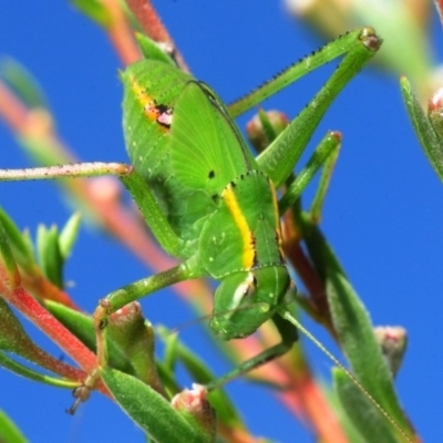 Caedicia simplex (Common Garden Katydid) at Black Mountain - 8 Dec 2018 by Harrisi