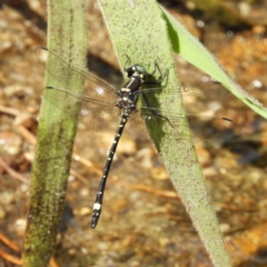 Eusynthemis brevistyla (Small Tigertail) at Namadgi National Park - 8 Dec 2018 by MatthewFrawley