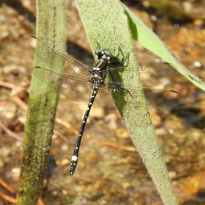 Eusynthemis brevistyla (Small Tigertail) at Namadgi National Park - 8 Dec 2018 by MatthewFrawley