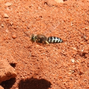 Bembix sp. (genus) at Hackett, ACT - 3 Dec 2018