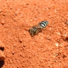 Bembix sp. (genus) at Hackett, ACT - 3 Dec 2018 12:14 PM