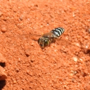 Bembix sp. (genus) at Hackett, ACT - 3 Dec 2018