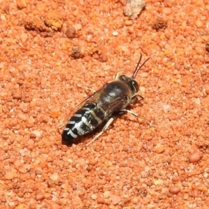 Bembix sp. (genus) at Hackett, ACT - 3 Dec 2018 12:14 PM