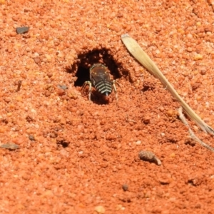 Bembix sp. (genus) at Hackett, ACT - 3 Dec 2018 12:14 PM