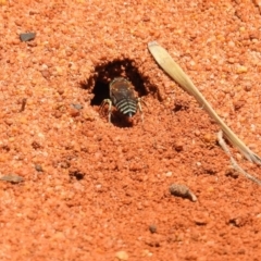 Bembix sp. (genus) at Hackett, ACT - 3 Dec 2018