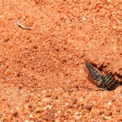 Bembix sp. (genus) at Hackett, ACT - 3 Dec 2018 12:14 PM