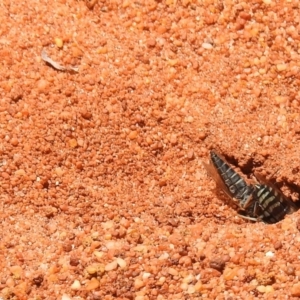 Bembix sp. (genus) at Hackett, ACT - 3 Dec 2018