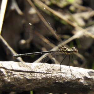 Austroargiolestes calcaris at Cotter River, ACT - 9 Dec 2018