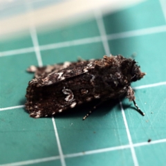Ectopatria horologa (Nodding Saltbush Moth) at O'Connor, ACT - 9 Dec 2018 by ibaird