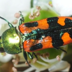 Castiarina scalaris (Scalaris jewel beetle) at Wyanbene, NSW - 9 Dec 2018 by Harrisi