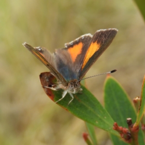 Paralucia aurifera at Cotter River, ACT - 9 Dec 2018